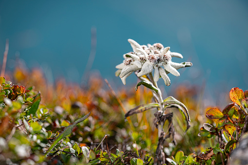 Edelweiss in the Swiss Alps Leontopodium alpinum