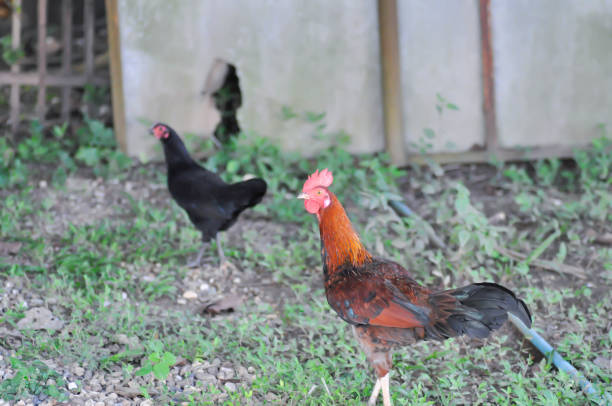 istock chicken, hen and cock on the farm 1822417761