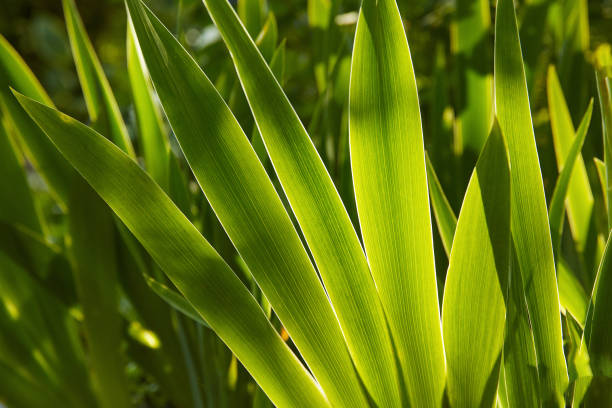 Blade of Grass Macrophotography