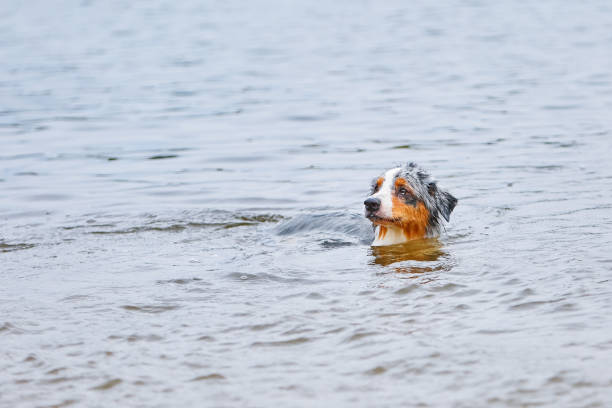 istock Dog swims and plays in the water 1822418401