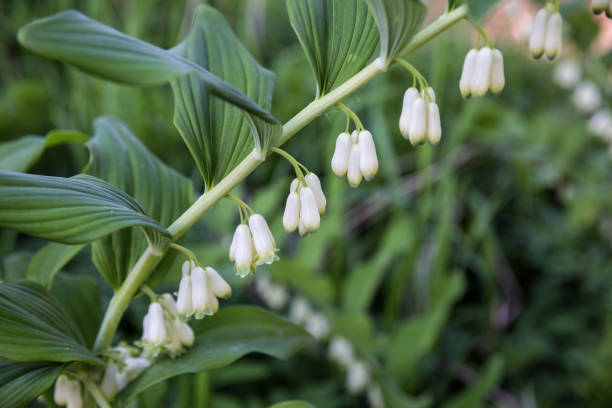 Polygunatum 890+ Polygonatum fotos de stock, imagens e fotos royalty-free - iStock
