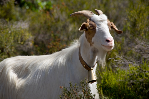 Domestic goat left free on the hills of Sardinia. Other images in: