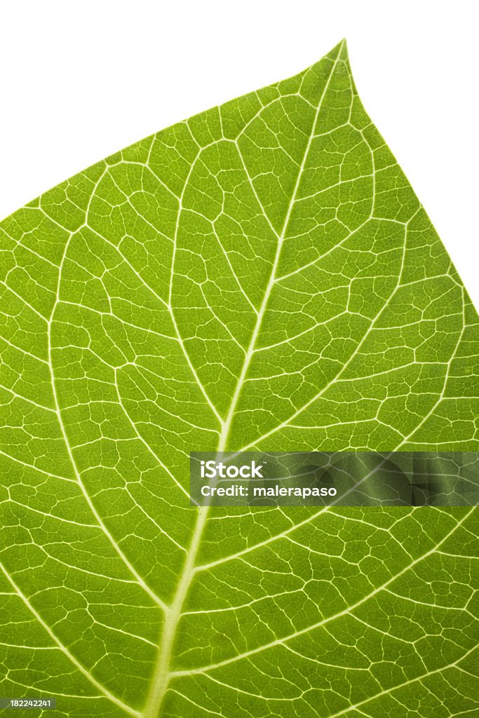 Leaf - Lizenzfrei Blatt - Pflanzenbestandteile Stock-Foto