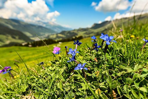 Gentian flower in the Swiss Alps in Grisons