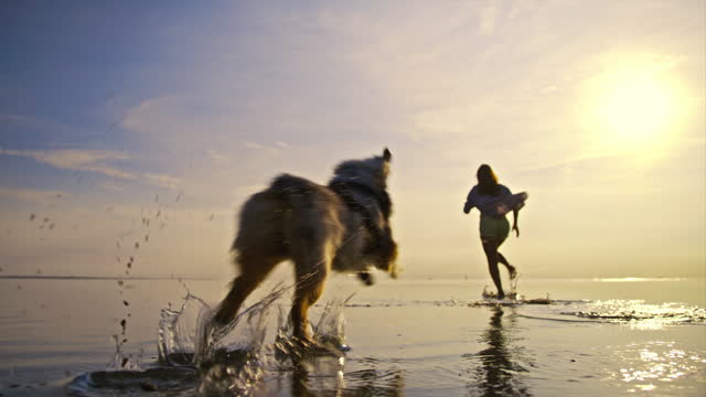 SLO MO LD Woman running in shallow water with her dog on the beach at sunset