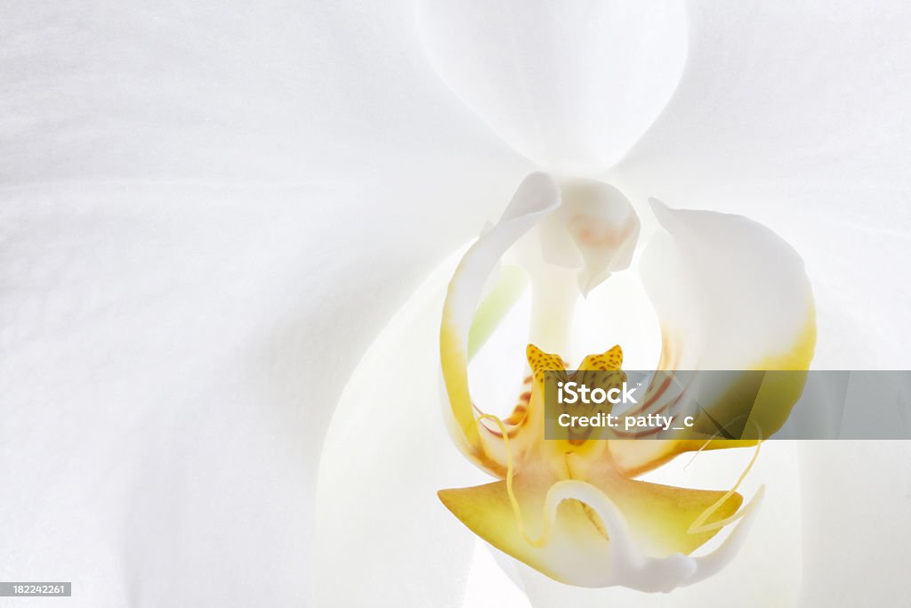 Branco Orquídea falenópsis - Royalty-free Beleza natural Foto de stock