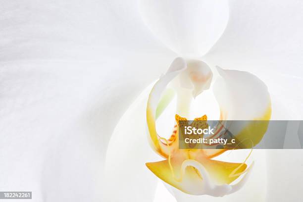 Branco Orquídea Falenópsis - Fotografias de stock e mais imagens de Beleza natural - Beleza natural, Branco, Dendrobium