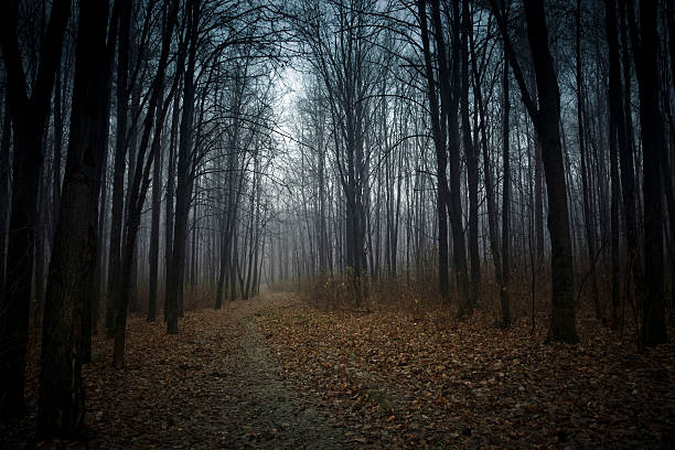 istock Mystic forest with fog in autumn 182242408