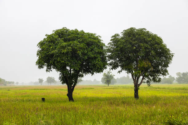 Close-up view of two mango trees growing in close pair on the ground in a weedy rice field of Thai agriculture with mist and clouds in the background on an early morning in winter.