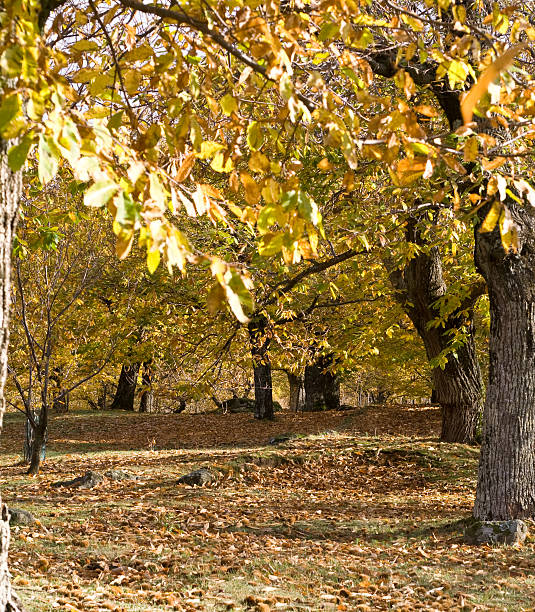 Chestnuts and colorful autumn leaves under a chestnut tree on a frosty meadow under the blue morning sky during sunrise in autumn
