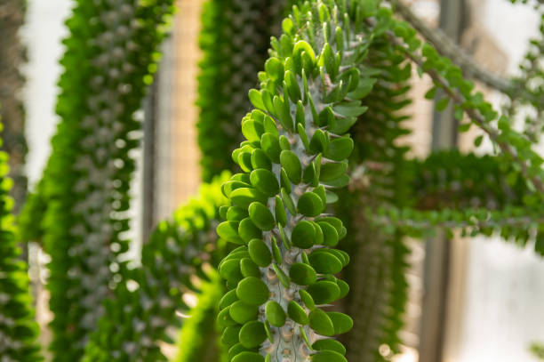 Alluaudia Humbertii Native From Madagaascar On Blurred Background