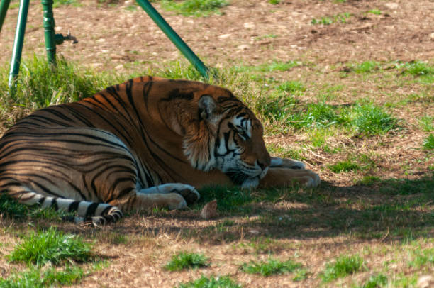 istock Tiger Resting On The Grass In Safari Zoo 1822427053