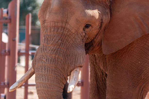 istock Old Female Elephant Alone Under The Sun Inside The Zoo 1822427055