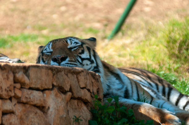 istock Tiger Sleeping With Its Head Resting On A Wall In The Safari Zoo 1822427061