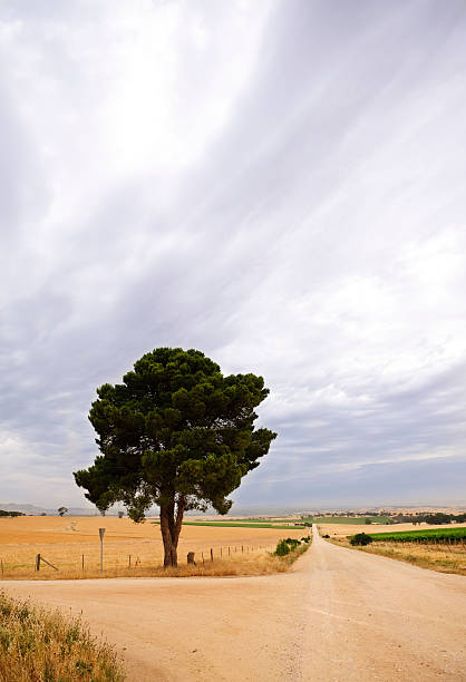 istock Rural scene roadside farm field tree 182242719