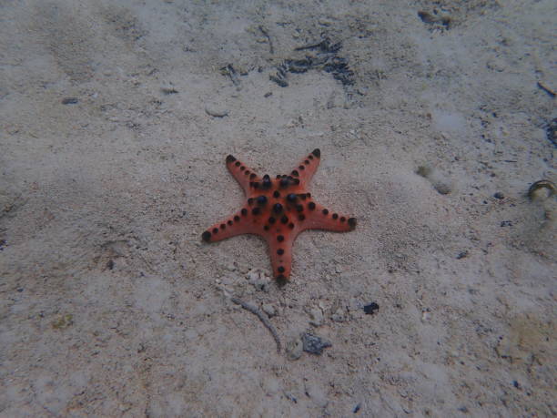 istock Starfish in Kanawa Island 1822428154
