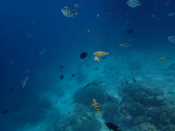istock Coral reef in Kanawa Island 1822428732