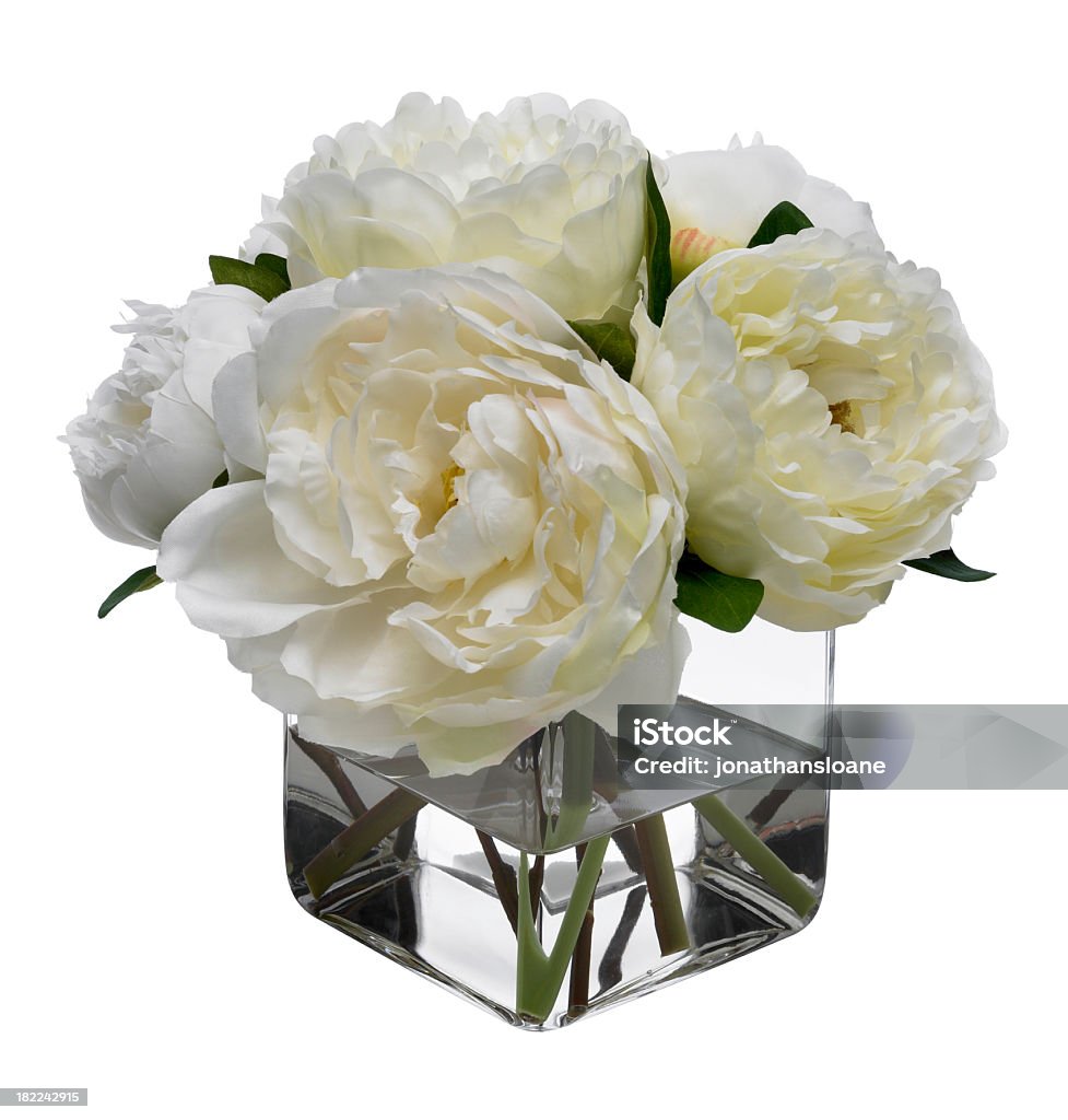 Branco Peonies em fundo branco - Foto de stock de Fundo Branco royalty-free