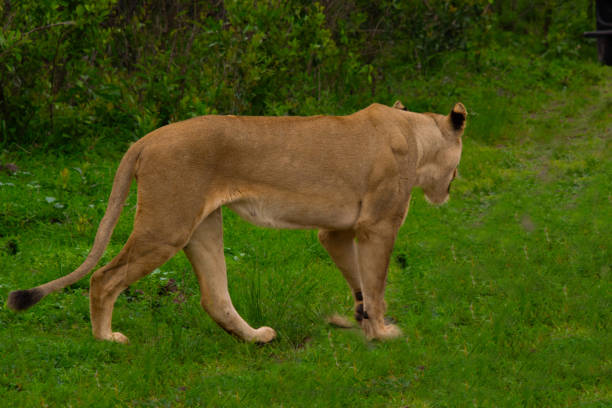 Beautiful wild lioness in her natural habitat in South Africa