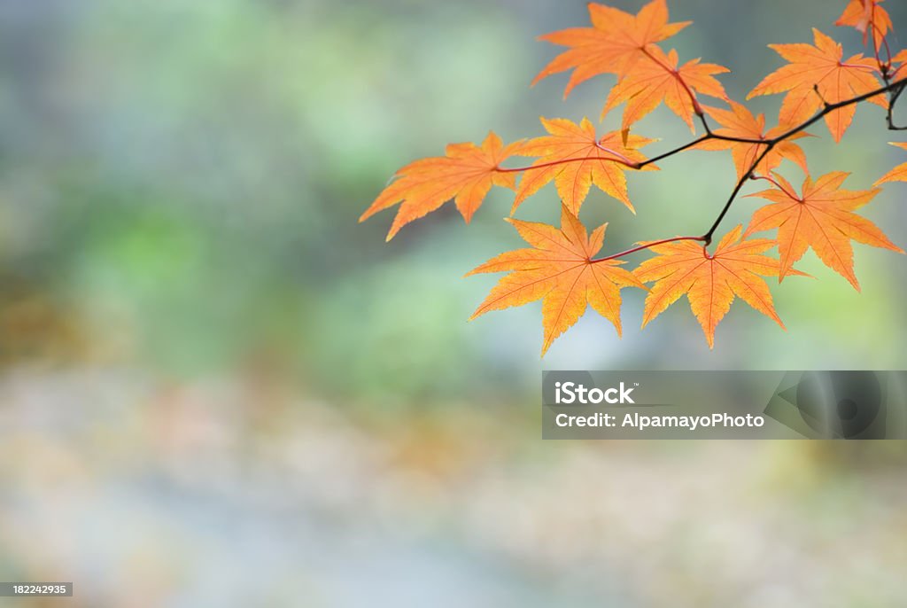 Belle Foglie di acero giapponese-VIII - Foto stock royalty-free di Autunno