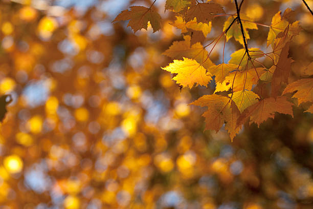 istock Colorful Autumn Leaves 182242970