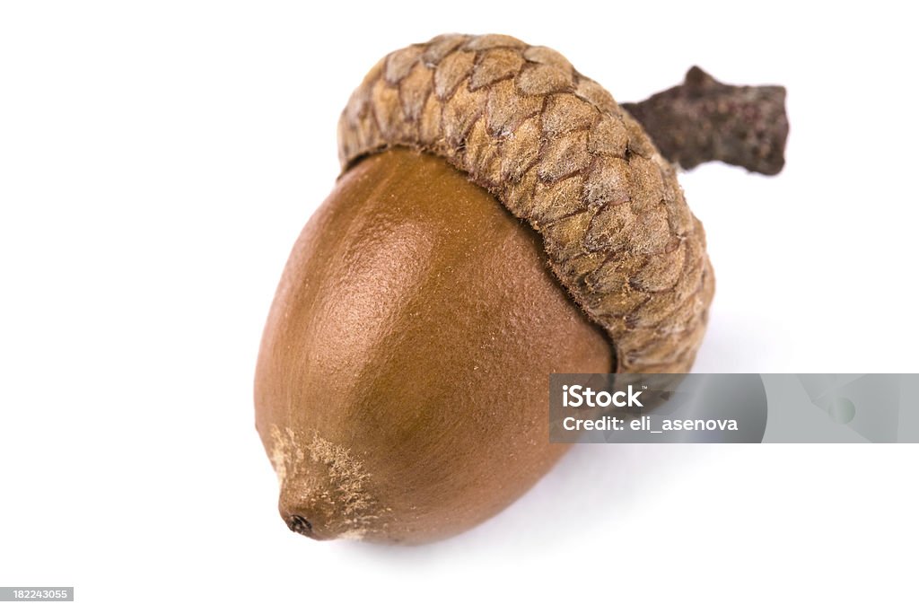 Brown acorn isolated on white Acorn Stock Photo