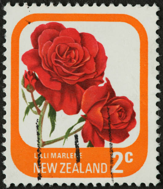 istock New Zealand red rose 182243067