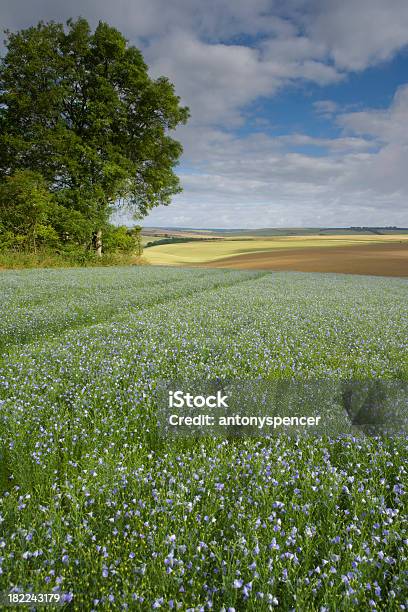 Wiltshire Flax Field Stock Photo - Download Image Now - Agriculture, Chalk - Rock, Crop - Plant