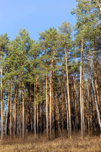 istock Pine wood landscape. View to high pine trees close up. Reforestation. Vertical format. 1822431805
