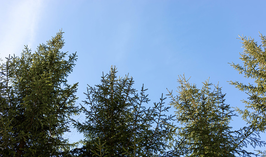 Top fir trees close up on blue sky background. Wood landscape. Forest is lungs of planet. Reforestation, deforestation, forest conservation, environment care. Bottom view. Low angle shot.