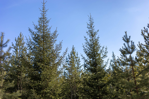 Coniferous forest of fir and pine trees close up. Blue sky as background. Wood landscape. Forest is lungs of planet. Reforestation, deforestation, forest conservation, environment care.