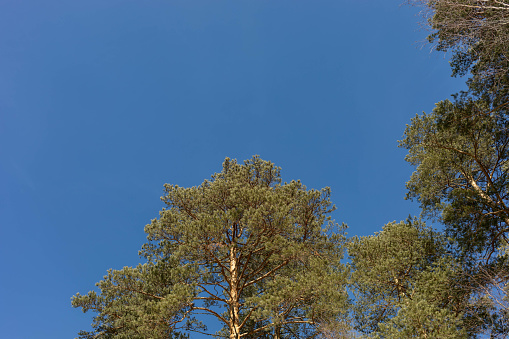 Pine wood landscape. Top fir trees close up on blue sky background. Forest is lungs of planet. Reforestation, deforestation, forest conservation, environment care. Bottom view. Low angle shot.