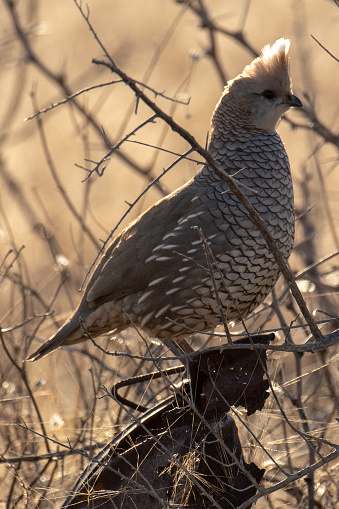 I photographed this Scaled quail along the perimeter of our campsite in New Mexico.
