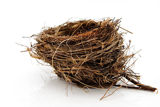 istock A nest of a bird on a white background 182243394