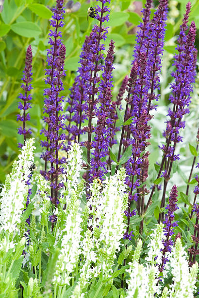 istock Blue and White Perennial Sage flowers 182243421