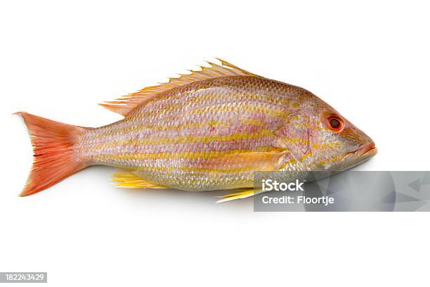 Seafood Lane Snapper Stock Photo - Download Image Now - Lane Snapper, Fish, Seafood