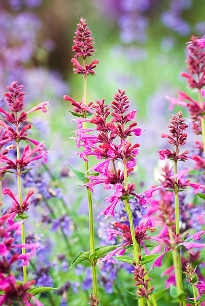 Anise hyssop (Agastache) flowers  agastache stock pictures, royalty-free photos & images