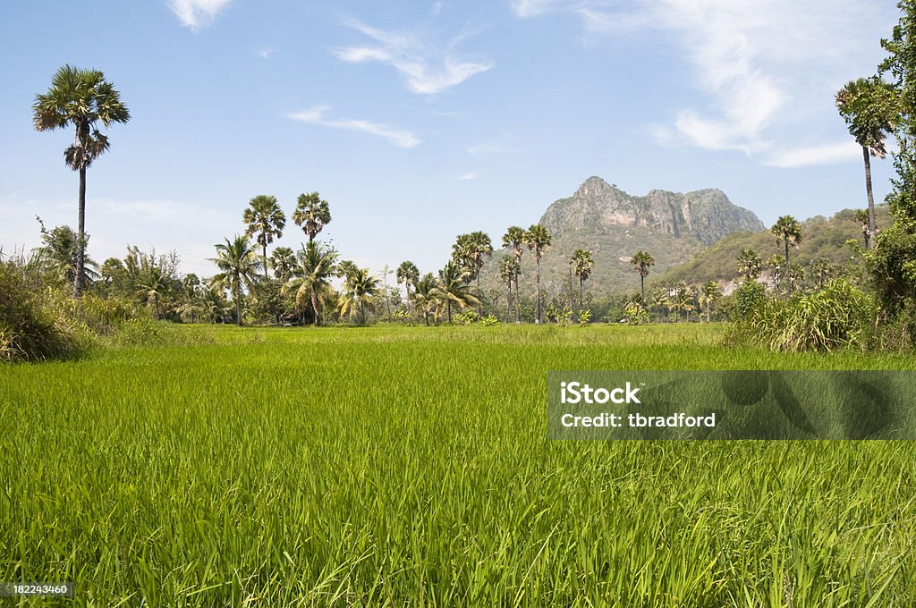 Rice Fields And Palm Trees Near Hua Hin In Thailand Paddy Fields Near Hua Hin In Thailand Agriculture Stock Photo