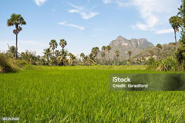 Rice Fields And Palm Trees Near Hua Hin In Thailand Stock Photo - Download Image Now