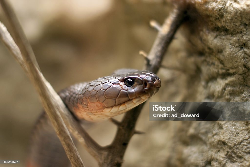 Cobra cuspideira vermelho - Royalty-free Cuspir Foto de stock