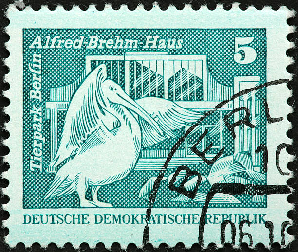 istock pelican at the Berlin zoo 182243740