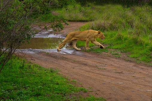 Beautiful wild lioness in her natural habitat in South Africa