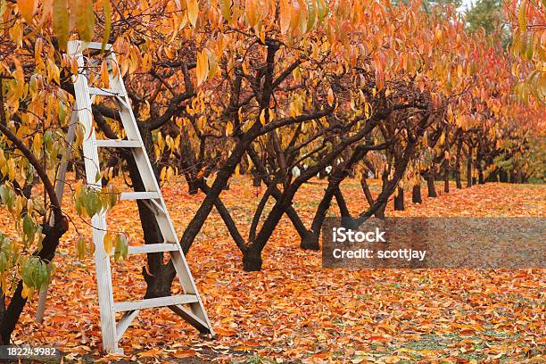 Jesień W Orchard - zdjęcia stockowe i więcej obrazów Bez ludzi - Bez ludzi, Drabina, Fotografika