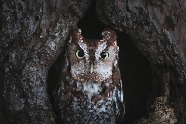 rapaces - oiseaux de proie - red owl screech owl animal photos et images de collection