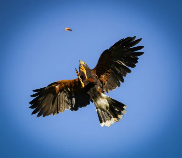istock Raptors - Birds of Prey 1822443439