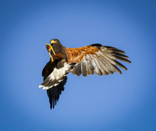 istock Raptors - Birds of Prey 1822443441