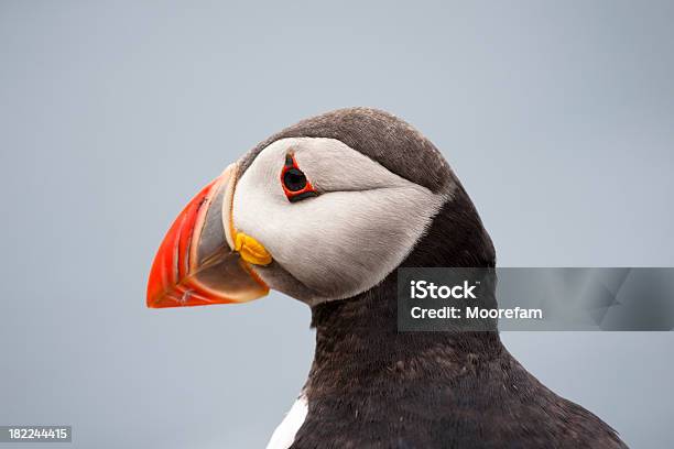 Pulcinella Di Mare A Testa Di Sumburgh Shetland - Fotografie stock e altre immagini di Alcidae - Alcidae, Animale, Becco