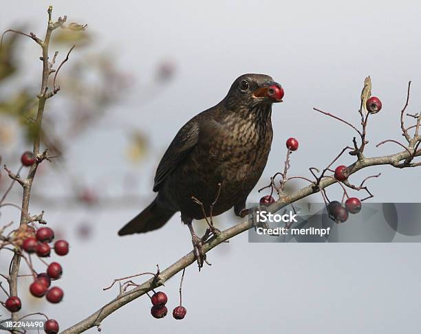 Fêmea Blackbird Comer Hawthorn Bagas - Fotografias de stock e mais imagens de Alimentar - Alimentar, Animal, Baga