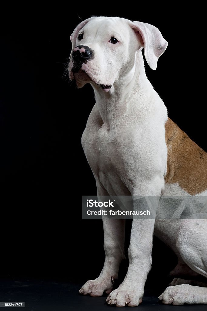 american bulldog siedzi 2 - Zbiór zdjęć royalty-free (Biały)