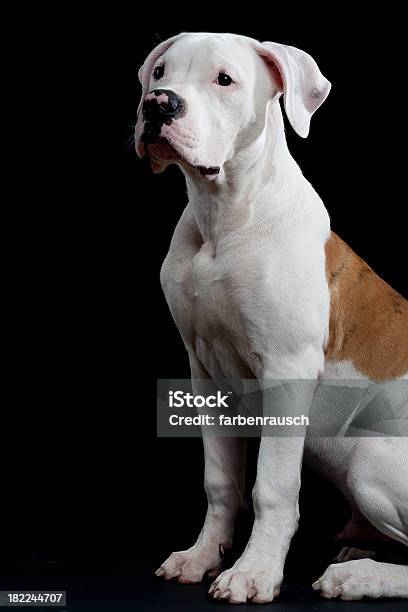 American Bulldog Siedzi 2 - zdjęcia stockowe i więcej obrazów Biały - Biały, Buldog amerykański, Czarne tło